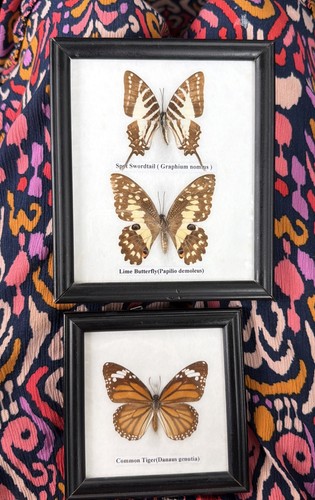 Vintage framed asian butterfly - asian,