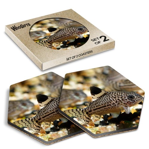 Hexagon mdf coaster - coaster, cory