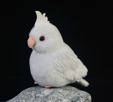 White Albino Cockatiel Parrot