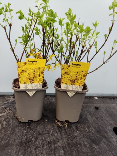 Forsythia weekend - 2, 1l