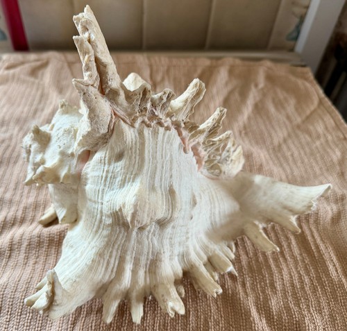 Large murex ramose sea - large, shell