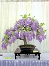 Wisteria Bonsai Tree | 5 Seeds | Chinese Wisteria | Same Day Dispatch