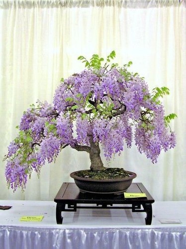 Wisteria bonsai tree 5 - tree, seeds