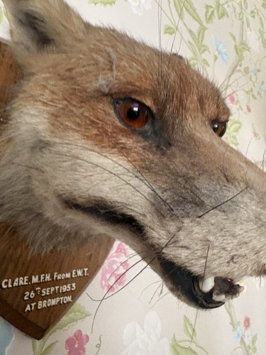 Fox taxidermy head - taxidermy,