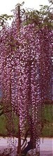 5ft (inc. pot) Wisteria PURPLE
