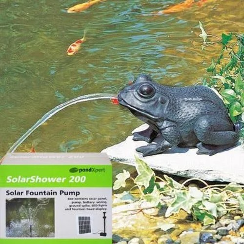Garden pond large frog - , spitter