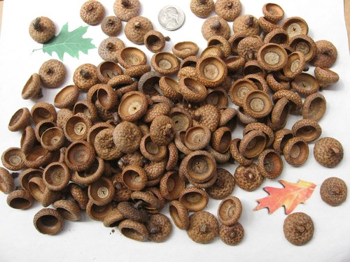 150 natural red oak acorn - natural,