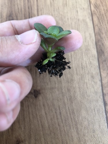 Crassula ovata minima - ovata,