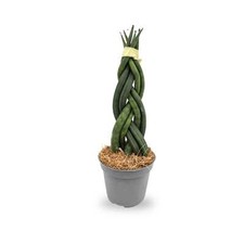 Sansevieria cylindrica Braid - Snake plant
