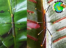 Peruvian Oreophoetes eggs x30 phasmes/phasmids/phasmiden/stick insect