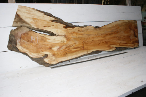 English yew 1650 - 555-290, w