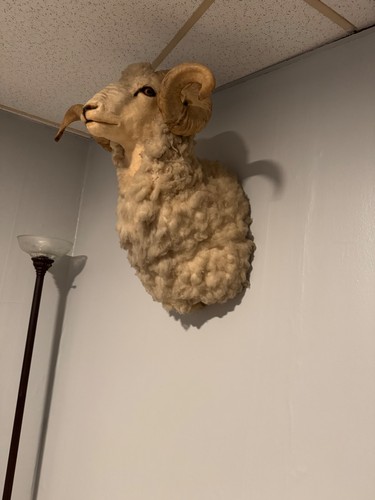 Merino ram taxidermy shoulder - ram,