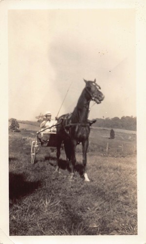 Vintage man sulky cart - sulky,