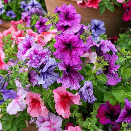 Petunia seeds madness - seeds,