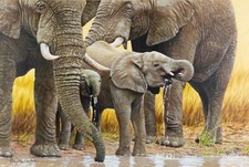 STEPHEN GAYFORD, 'DRINKING