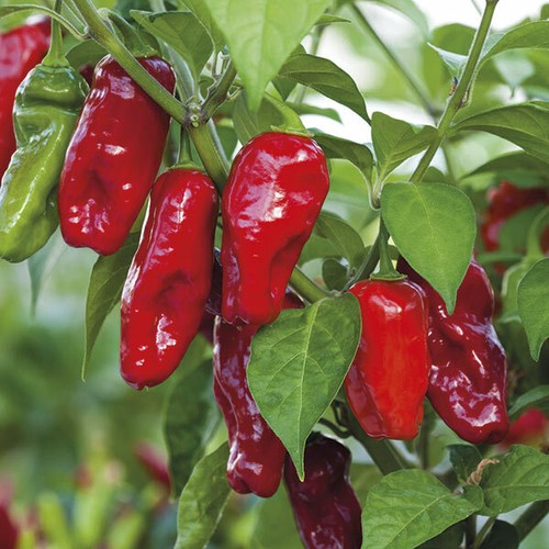 Chilli pepper bhut jolokia - pepper-bhut,