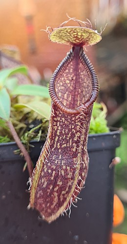 Nepenthes nigra be4607 - ,