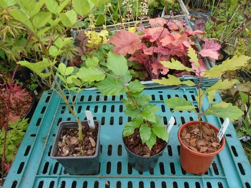 Native seedling trees oak - ,,