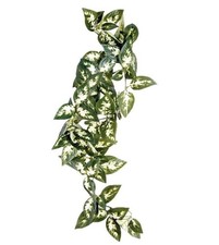 Komodo Borneo Hanging Plant