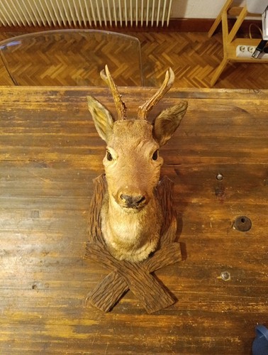 Taxidermy mounted deer head - mounted,