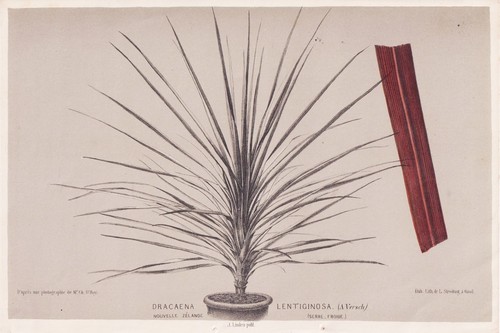 Cordyline australis cabbage