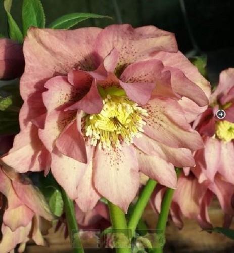 Helleborus hellebore - helleborus,