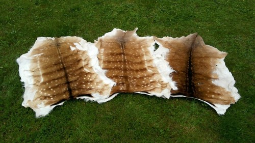 Natural fallow deer fur - natural,