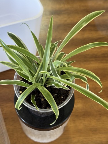 Spider babies live plant - spider,
