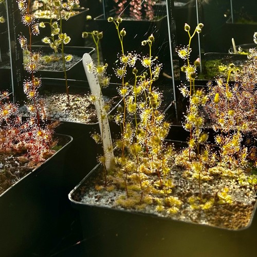 Carnivorous drosera hookeri - drosera,