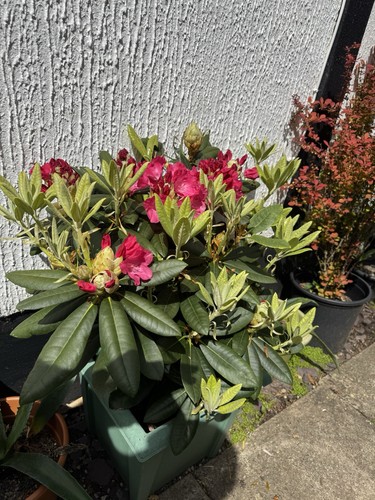 Rhododendron evergreen - ,