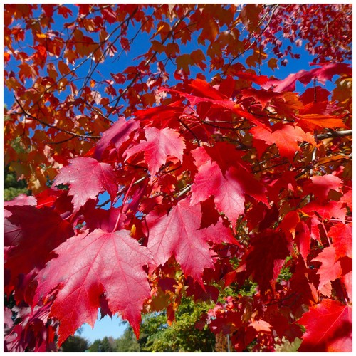 Acer rubrum red - /, maple
