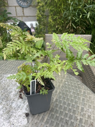 Fern dryopteris golden - fern,