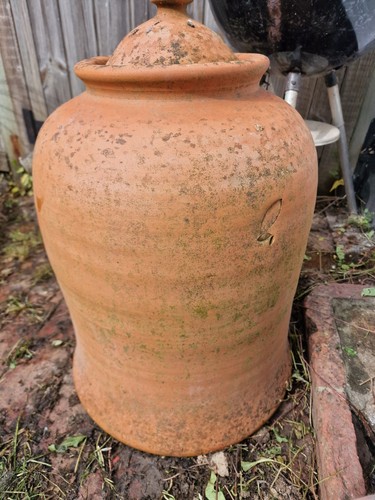 Terracotta rhubarb forcer with - forcer,