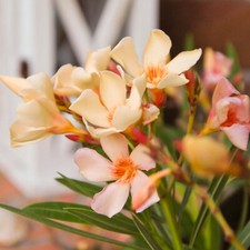 Oleander Yellow 'Angiolo