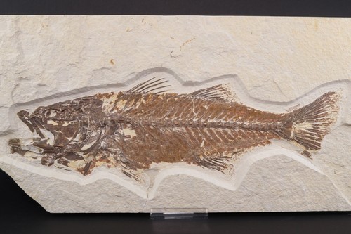 Bargain mioplosus fossil - mioplosus,