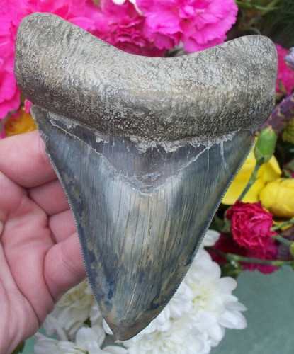 Beautiful sharply serrated - sharply,