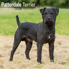 Patterdale Terrier Calendar 2026  Square Dog Breed Wall Calendar  16  CALENDAR