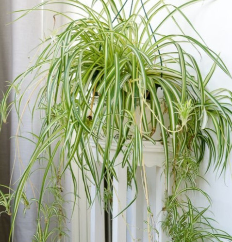 Variegated spider live - spider, plant