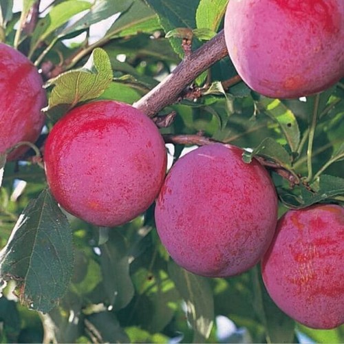 Crisp sweet tangy - sweet, &
