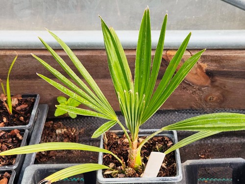 Trachycarpus fortunei t - fortunei,