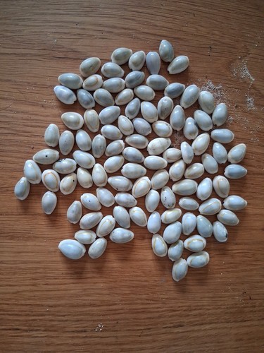 100 ring top cowrie - top,