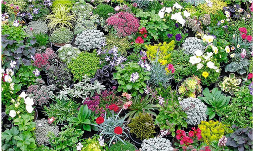 Alpine rockery plant plants - alpine,
