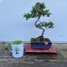 Chinese Elm 33cm. Oakfieldbonsai. Bonsai Tree Indoor