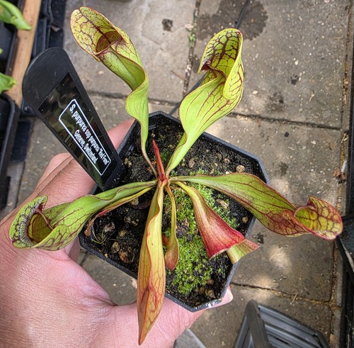 Sarracenia purpurea ssp - sarracenia,