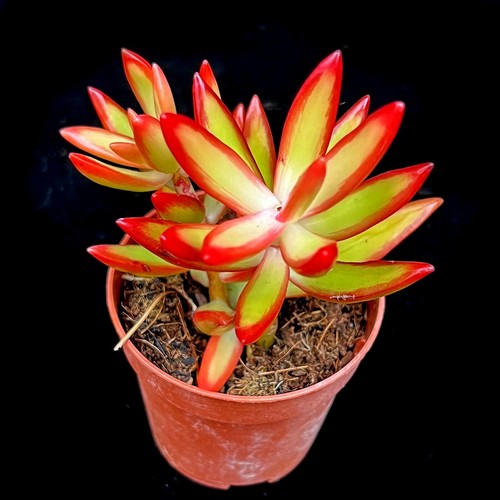 Sedum adolphi firestorm - sedum,