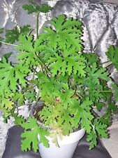Geranium plant /Lemon geranium