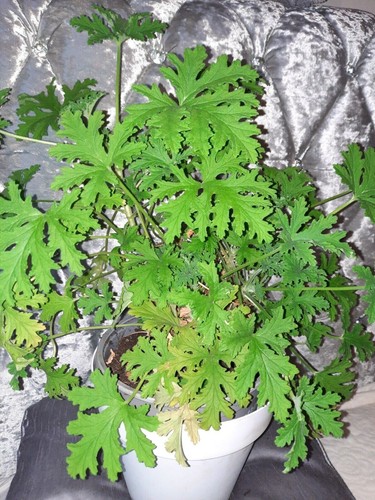 Geranium plant lemon - geranium,