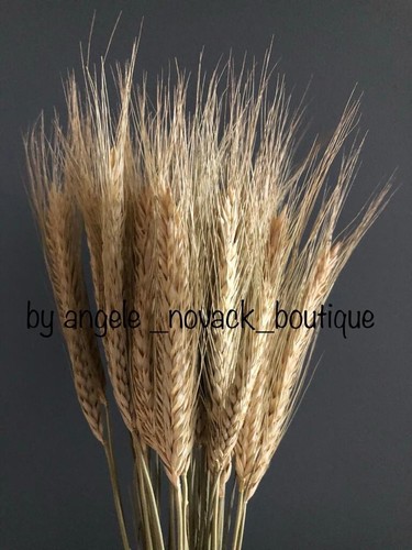 Stems dried flowers - 35,