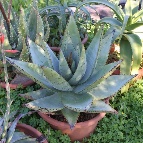 Aloe spectabilis vera - -,