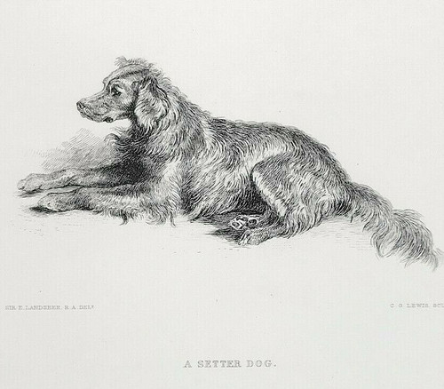 Red setter dog edwin landseer - red,